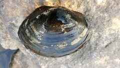 Sinanodonta woodiana