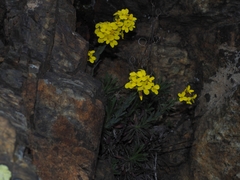 Alyssoides utriculata