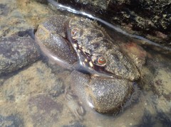 Myomenippe hardwickii