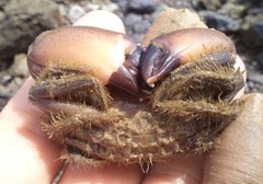 Myomenippe hardwickii