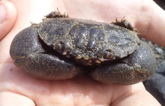 Myomenippe hardwickii