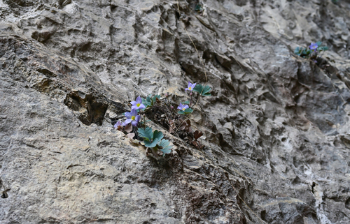 Urophysa henryi