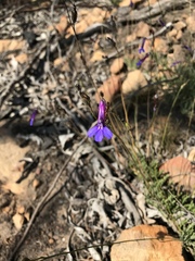Lobelia tomentosa