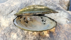 Sinanodonta woodiana