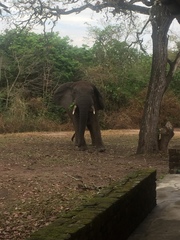 Loxodonta