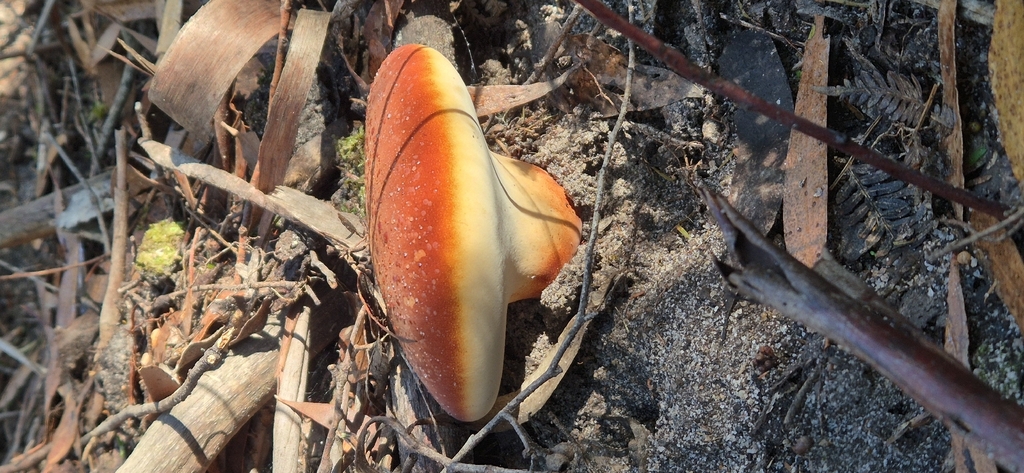 Fomitopsis hartmannii