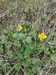 Ficaria verna calthifolia