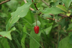 Elaeagnus multiflora