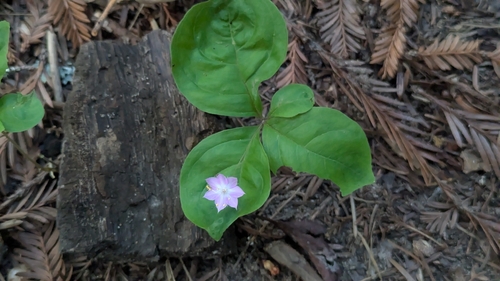 Western Starflower (Lysimachia latifolia)