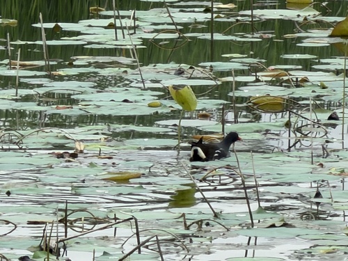 iNaturalist: (c) Peiling Hsieh, some rights reserved (CC BY-NC), uploaded by Peiling Hsieh iNaturalist image