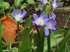 Scilla forbesii