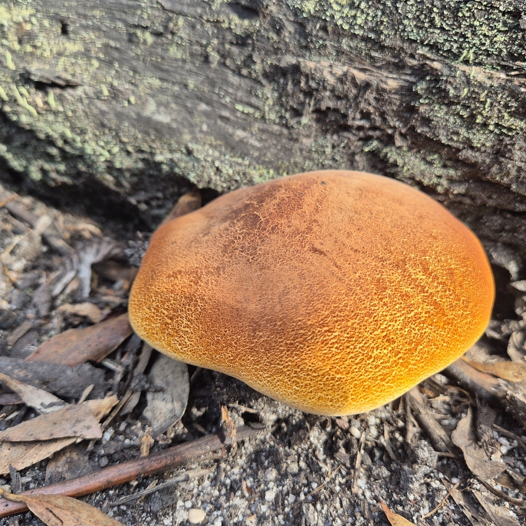 Fomitopsis hartmannii · April 2026 · photo: © pel56 (iNaturalist, cc0)