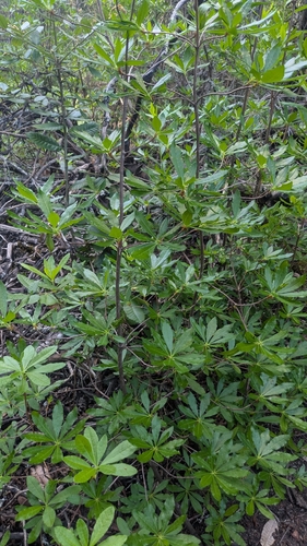 Western azalea