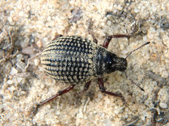 Catasarcus transversalis