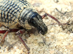 Catasarcus transversalis