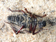 Catasarcus transversalis