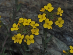 Alyssoides utriculata