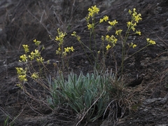 Biscutella laevigata