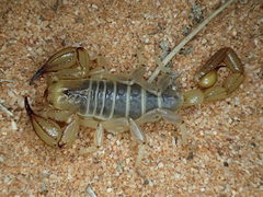 Urodacus armatus