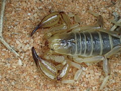 Urodacus armatus