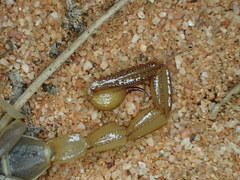 Urodacus armatus