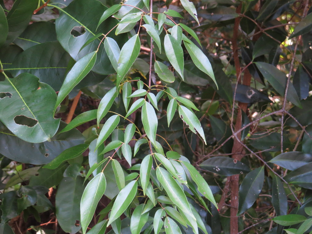 Rourea brachyandra