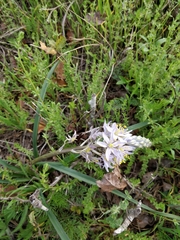 Camassia scilloides