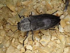Merimna atrata