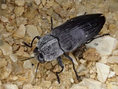 Merimna atrata