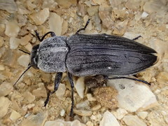 Merimna atrata