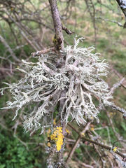 Ramalina fastigiata