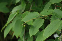 Prunus ssiori