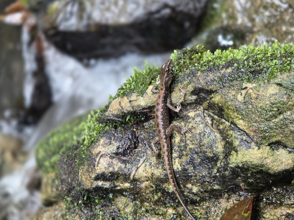 April Lizard Obscure Amazonian Lizard Observation of the Week: 12 April 2026 ...