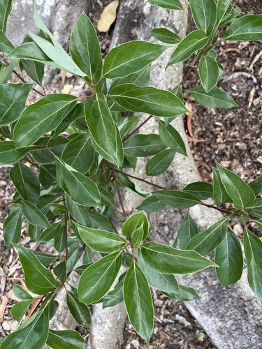 Camphortree (Camphora officinarum)