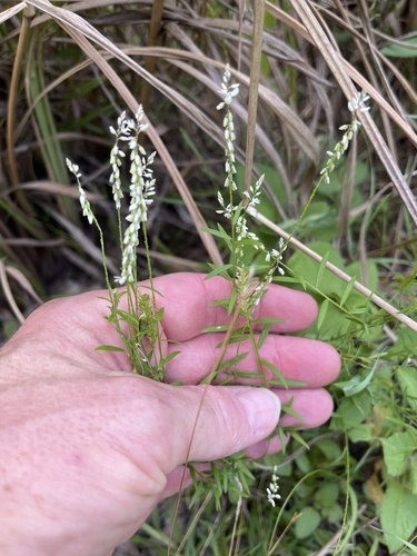 rootbeer plant (Senega paniculata)