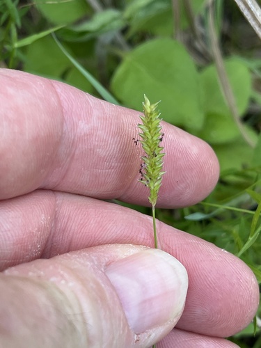 Indian Cupscale Grass (Sacciolepis indica)