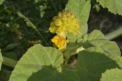 Yellow Unicorn-plant (Ibicella lutea)
