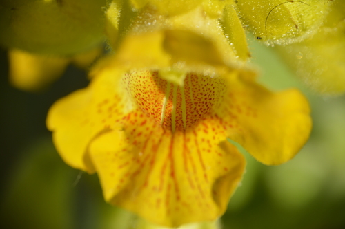 Ibicella lutea