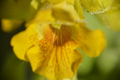 Ibicella lutea, photograph (c) María Zeta, some rights reserved (CC BY)