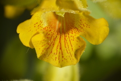 Ibicella lutea, photograph (c) María Zeta, some rights reserved (CC BY)