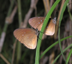 Euploea eyndhovii gardineri