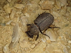 Cryptodus caviceps
