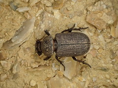 Cryptodus caviceps