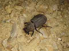 Cryptodus caviceps