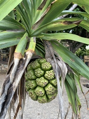 Pandanus tectorius