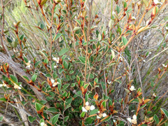 Spyridium thymifolium