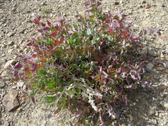Chenopodium frutescens