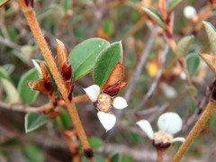 Spyridium thymifolium
