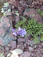 Polemonium viscosum