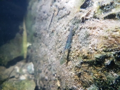 Neocaridina koreana